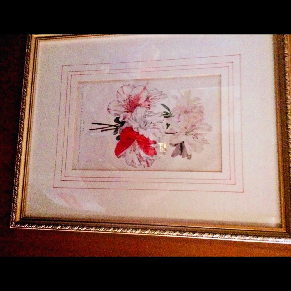 Antique Hand Colored Botanical Print Azaleas - Picture 9 of 15